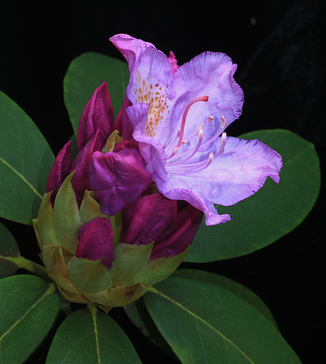 Rhododendron blossom