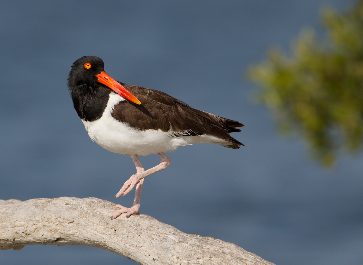 Am. oystercatcher