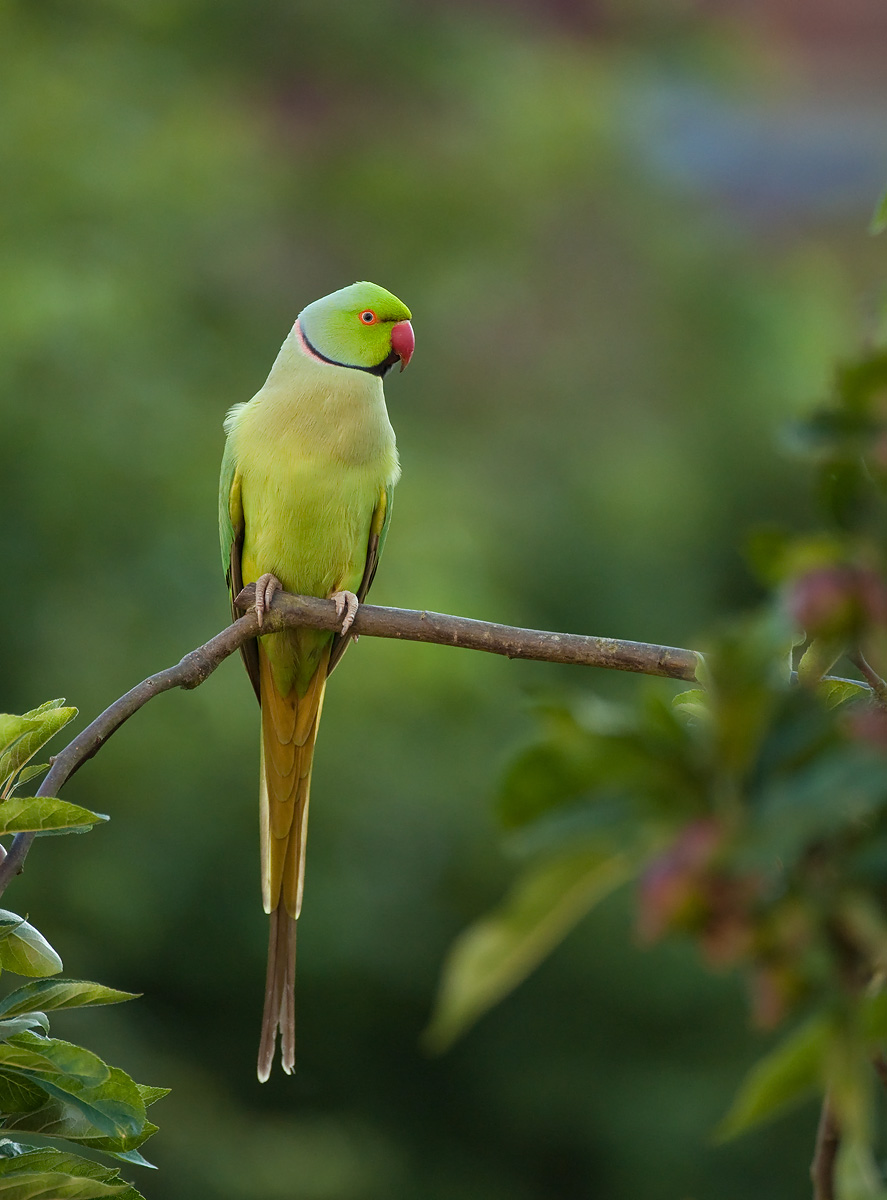 Ring-necked Parakeet
