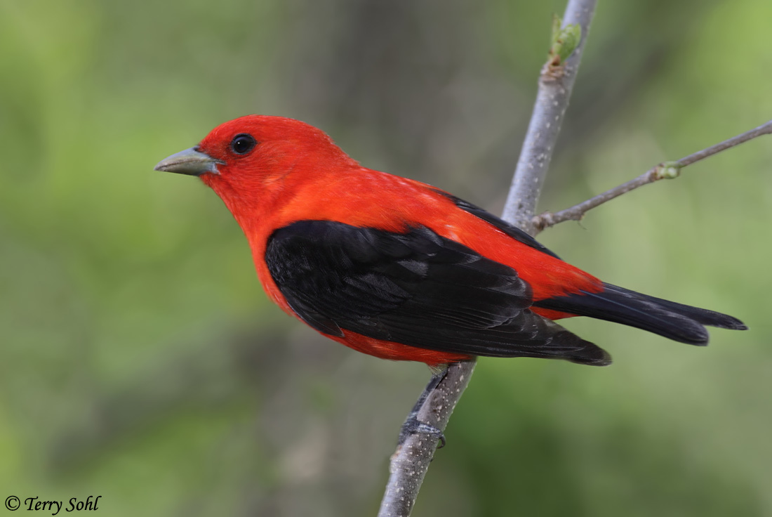 Scarlet Tanager
