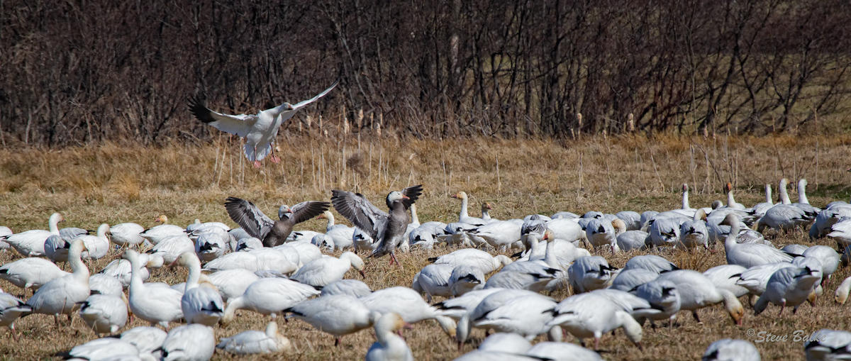 Snow Geese