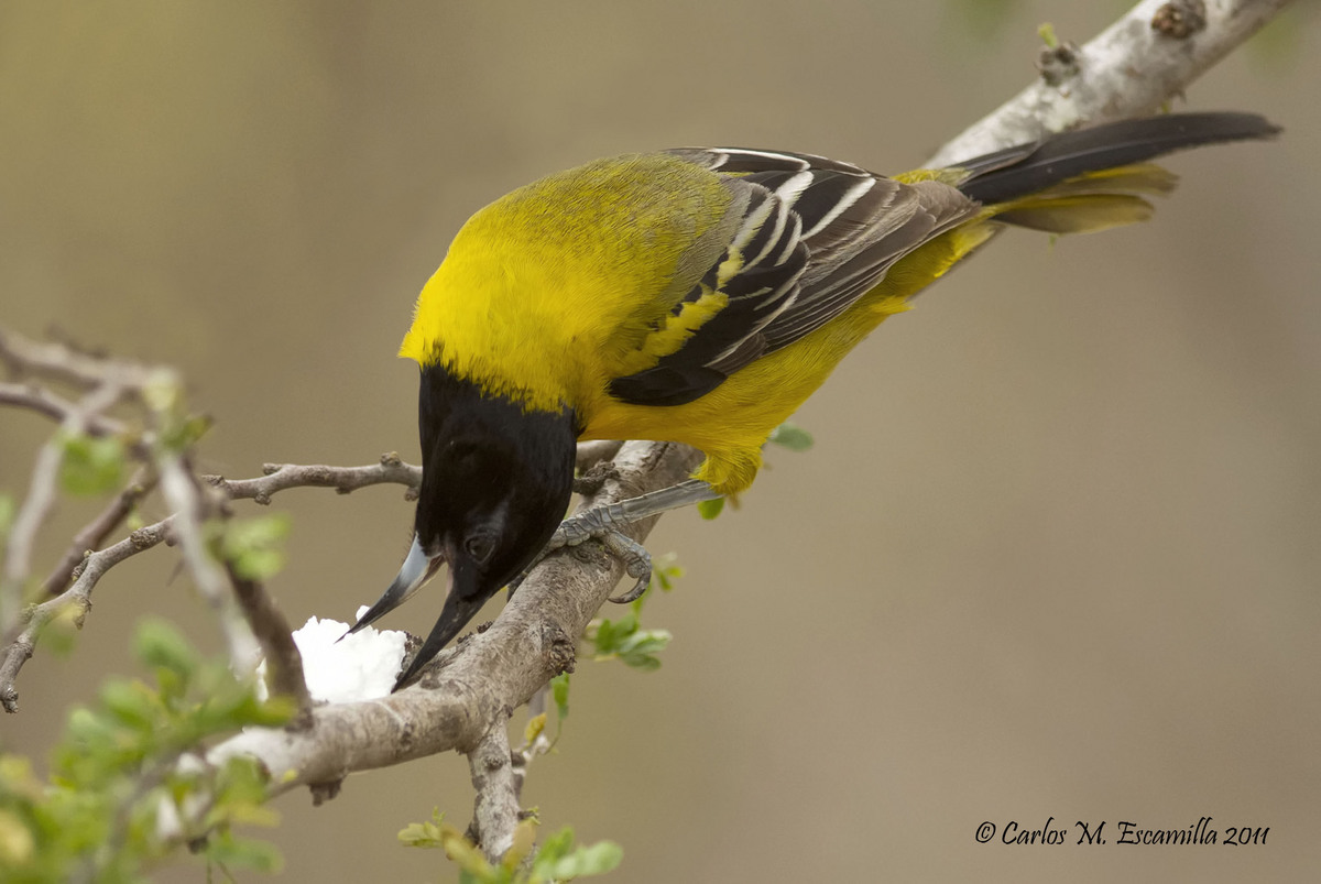 Audubon's Oriole