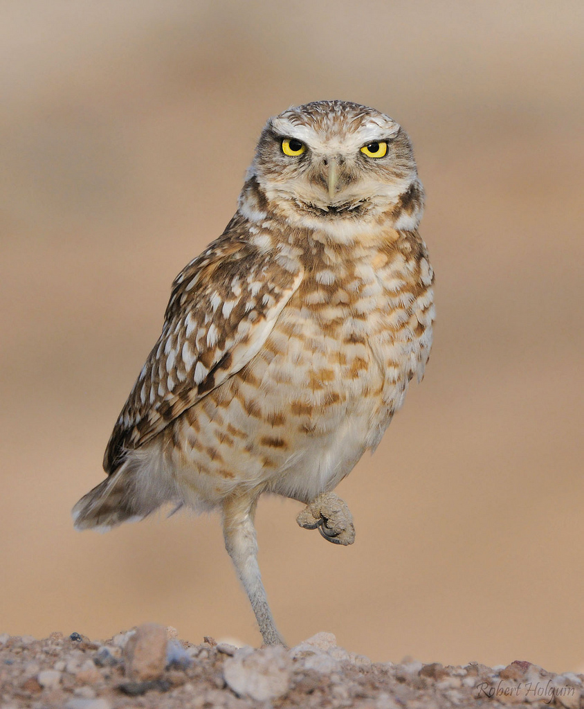 Burrowing Owl