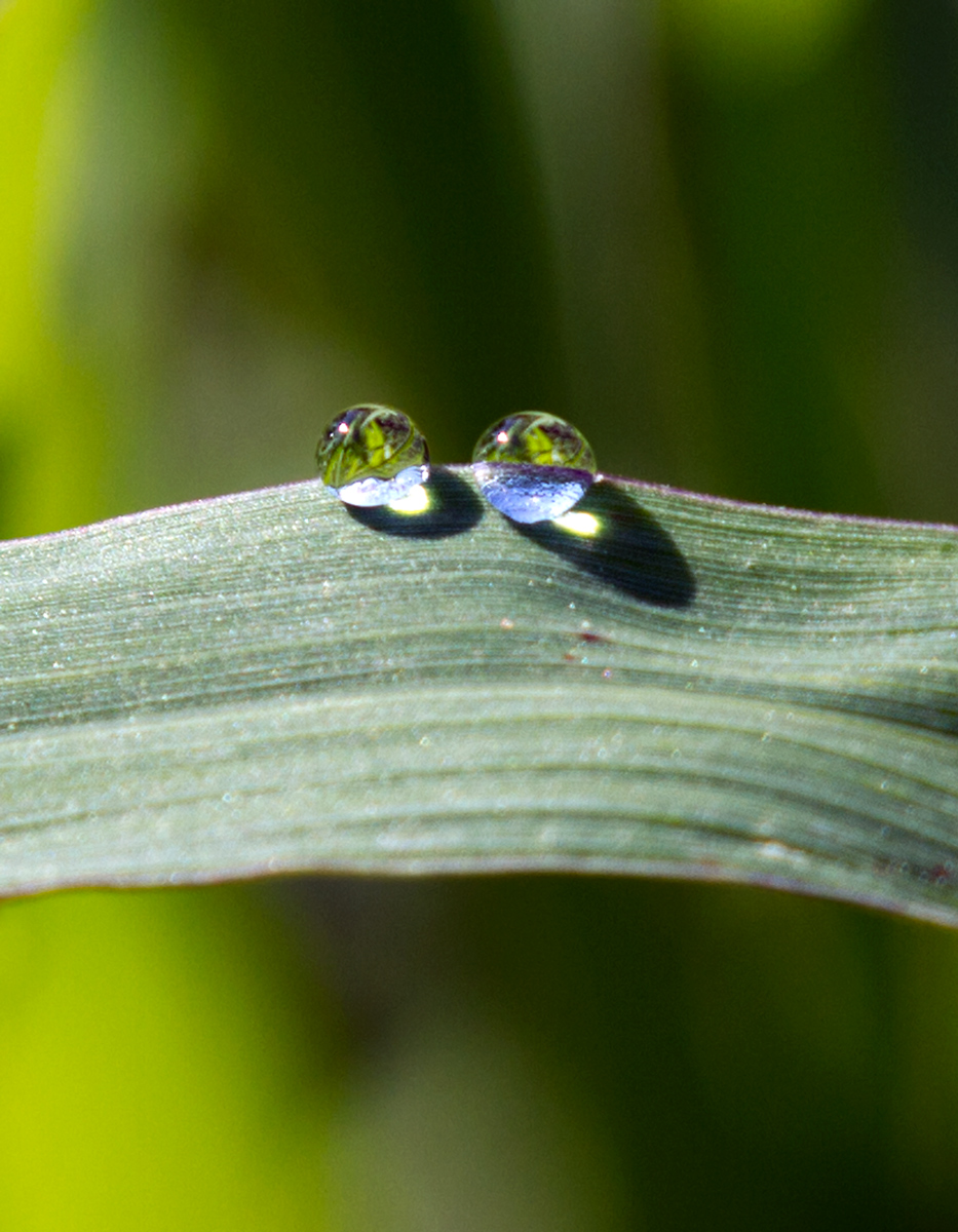 WC483 Morning Dew
