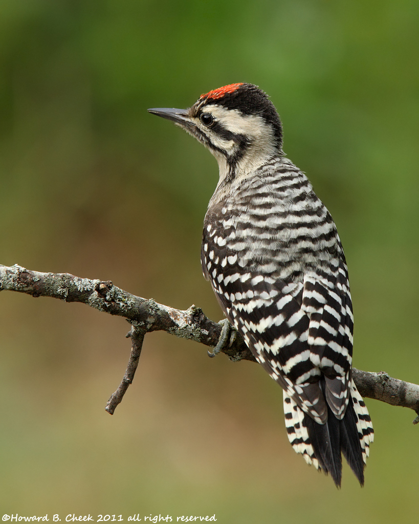 Ladder-backed Closeup