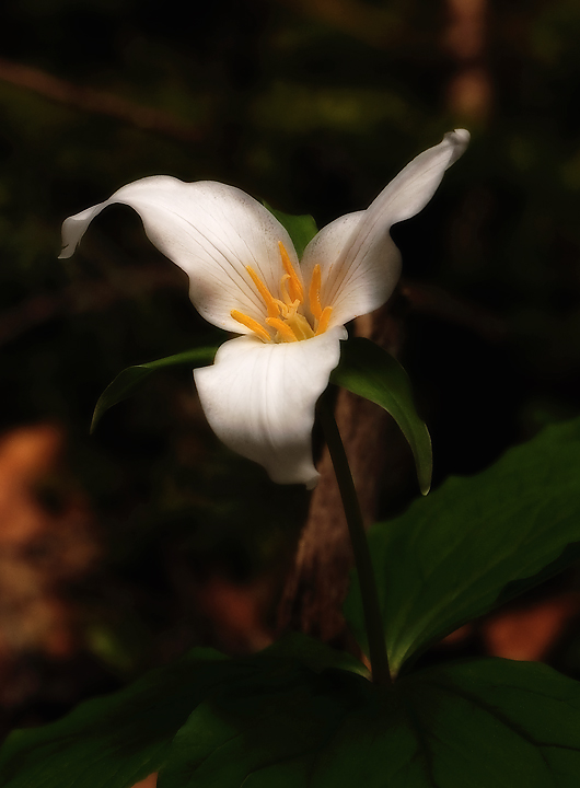 Midnight Trillium