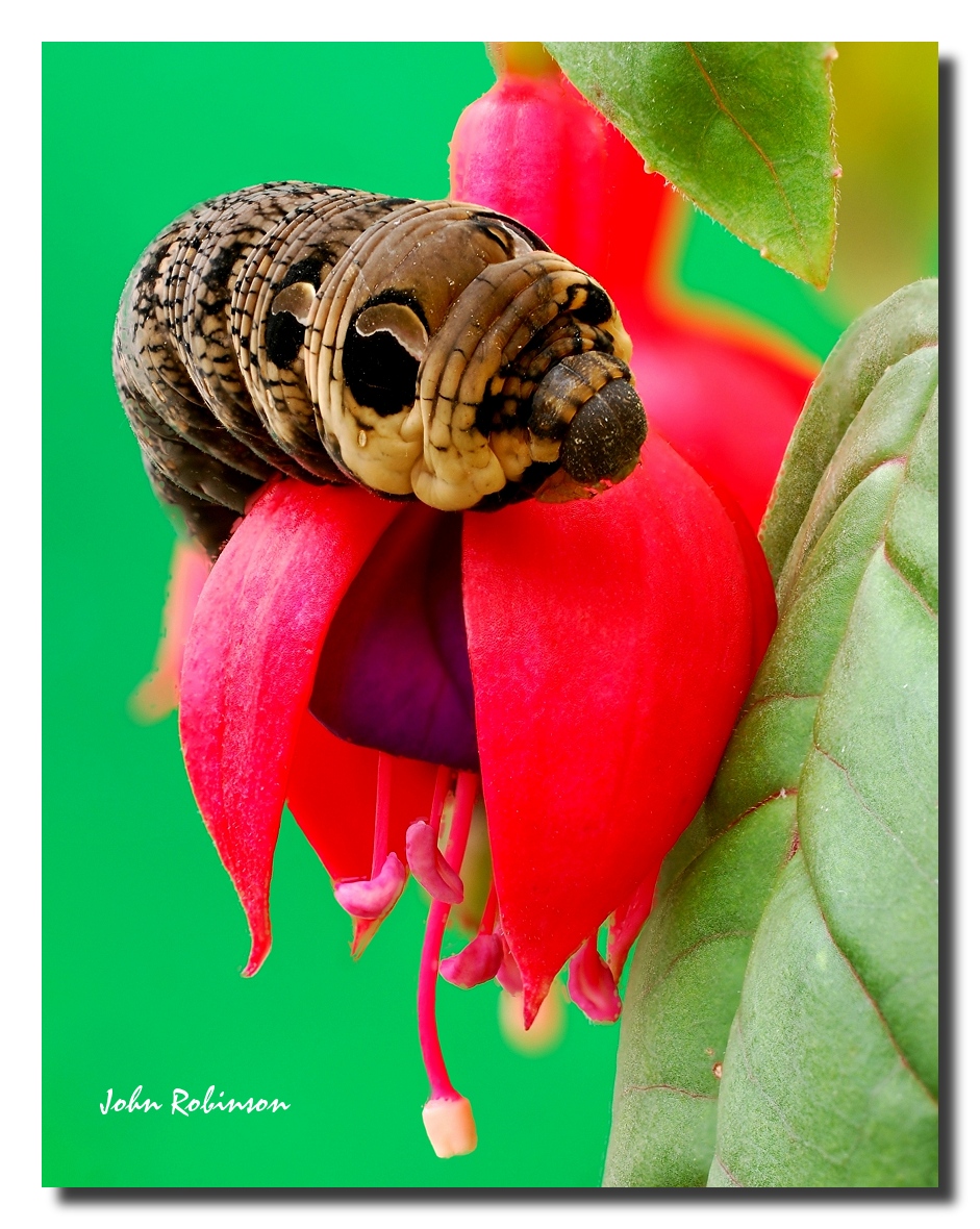 Fuchsia with no future ?