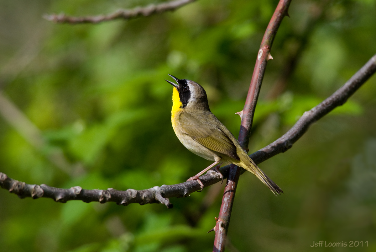 Common Yellowthroat
