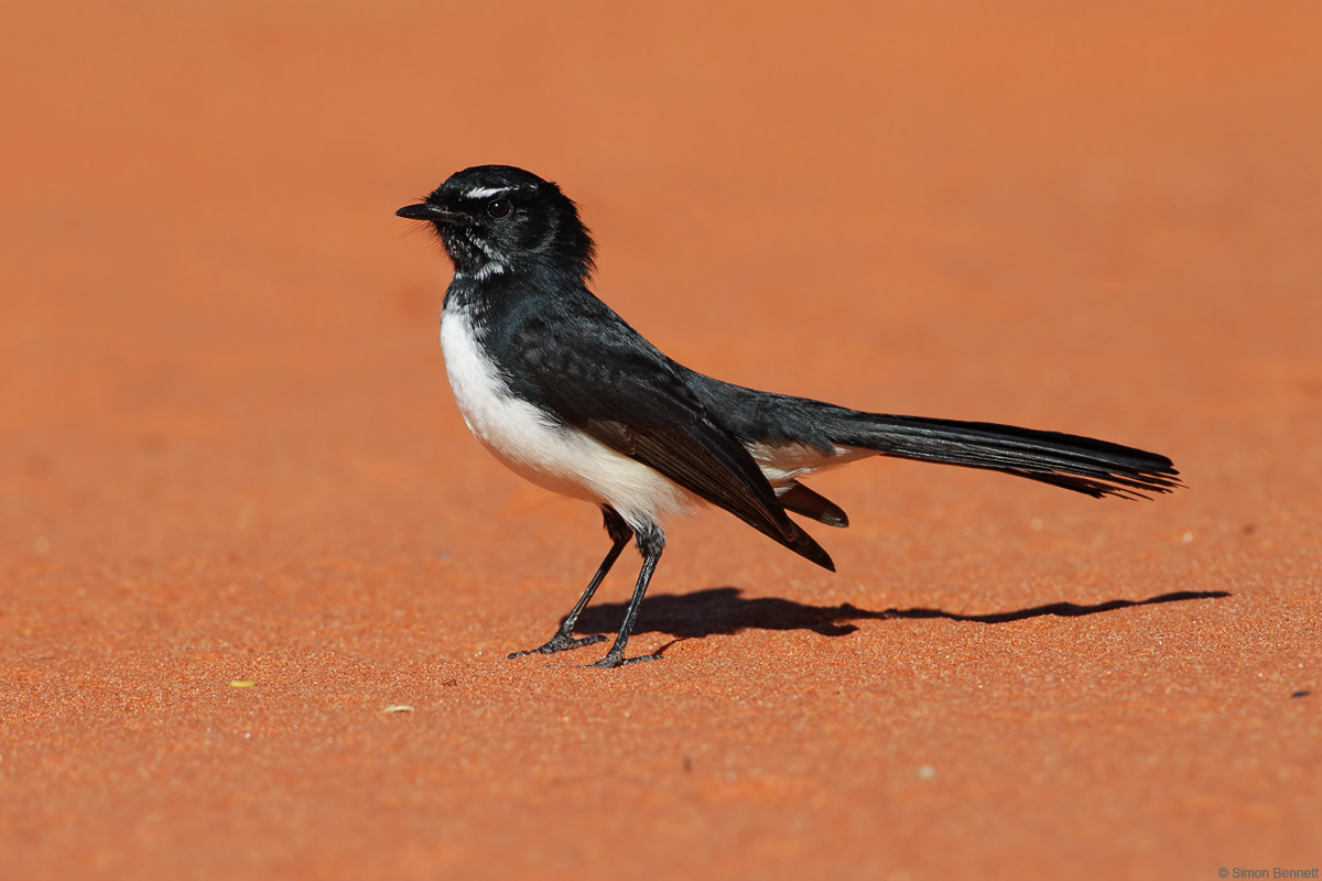 Willie Wagtail