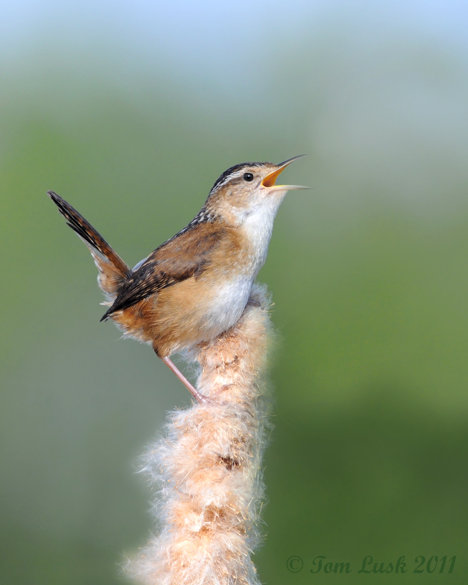 Marsh Wren