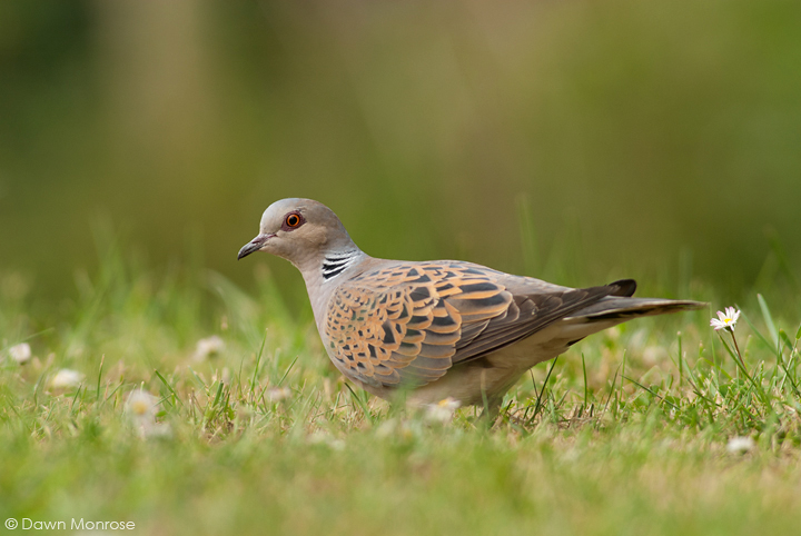 Turtle dove