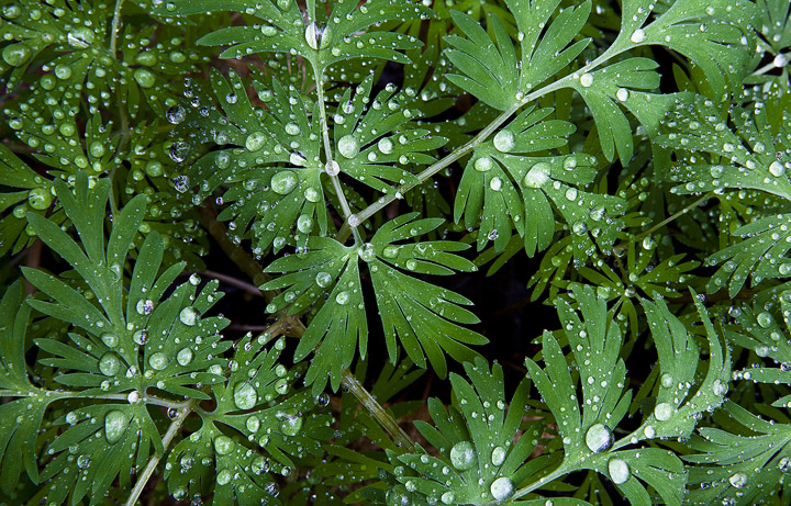 Dutchman's Breeches