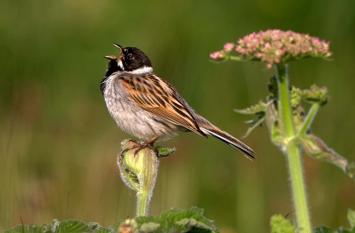 Reed Bunting Singing
