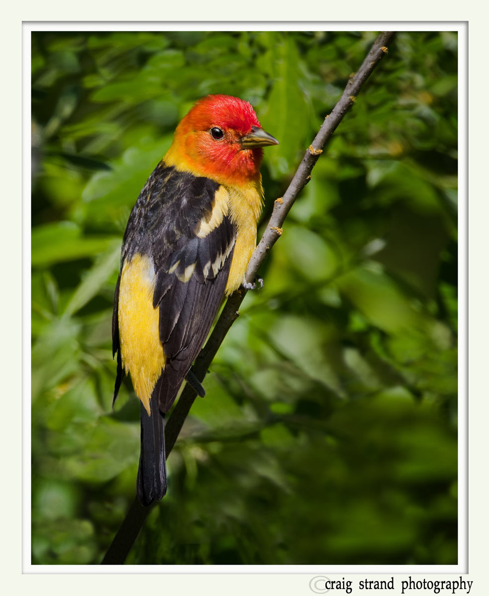 Western Tanager