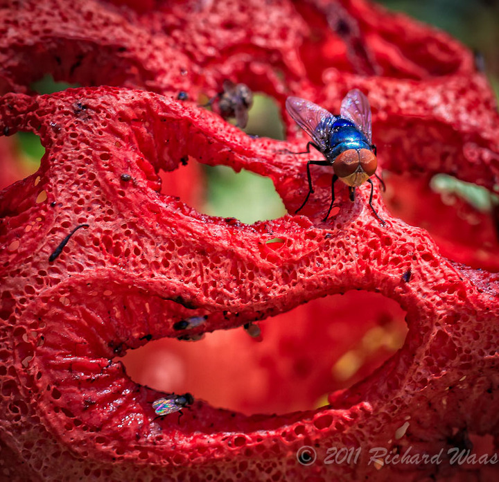 Stinky Alien Fungus