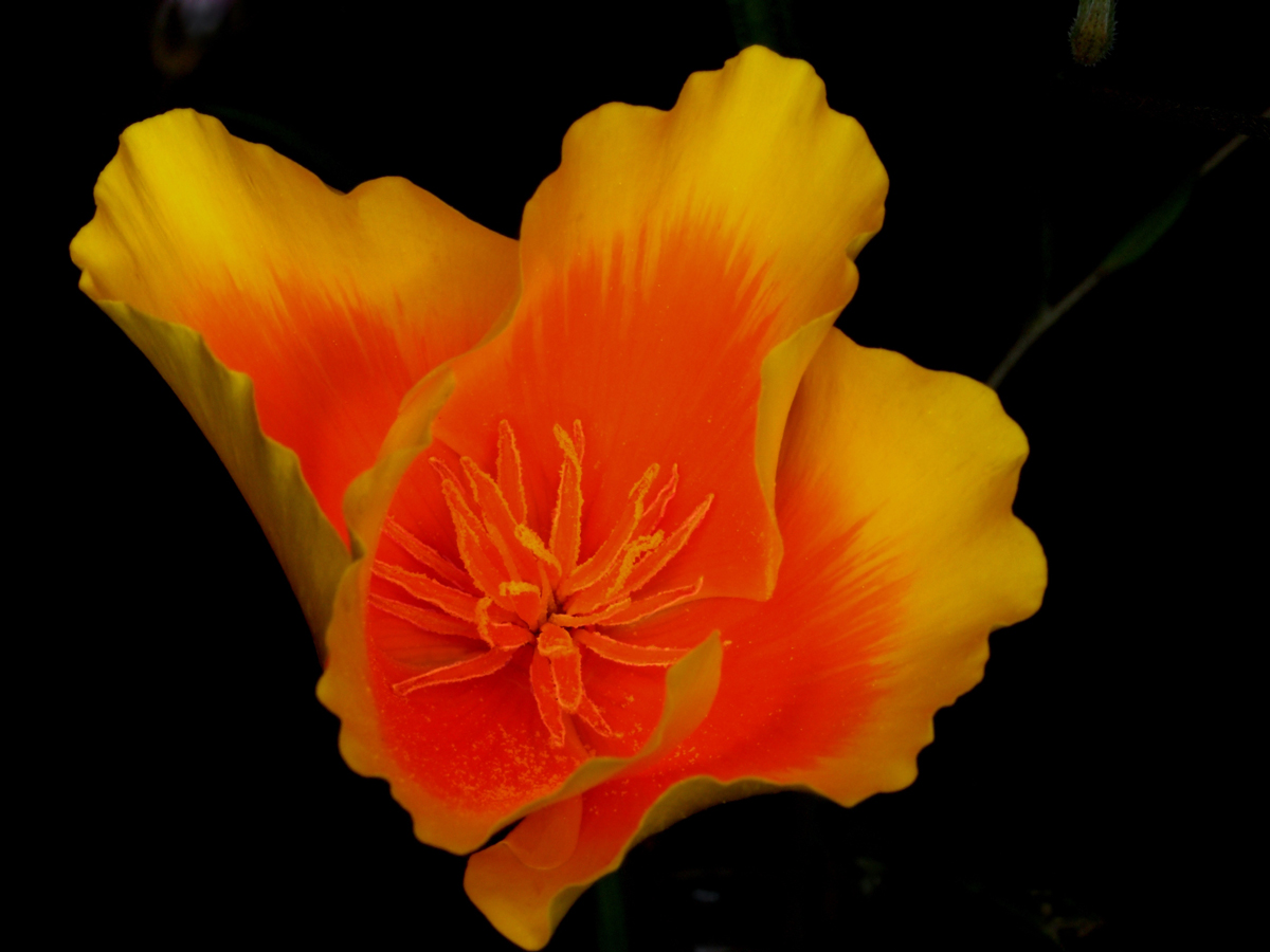 (soft) California Poppy