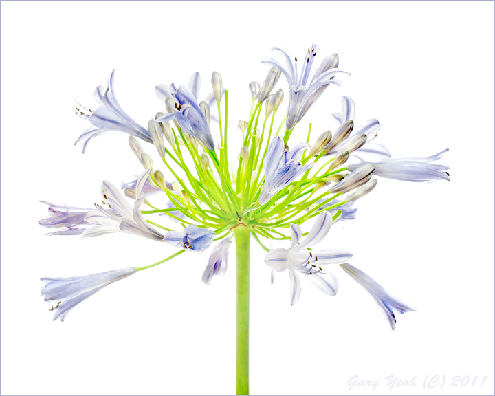 African Lily
