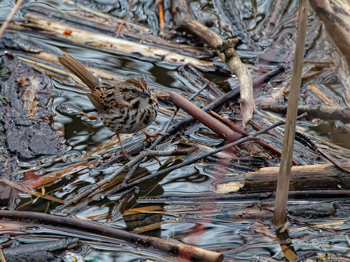 Sparrow Reflections