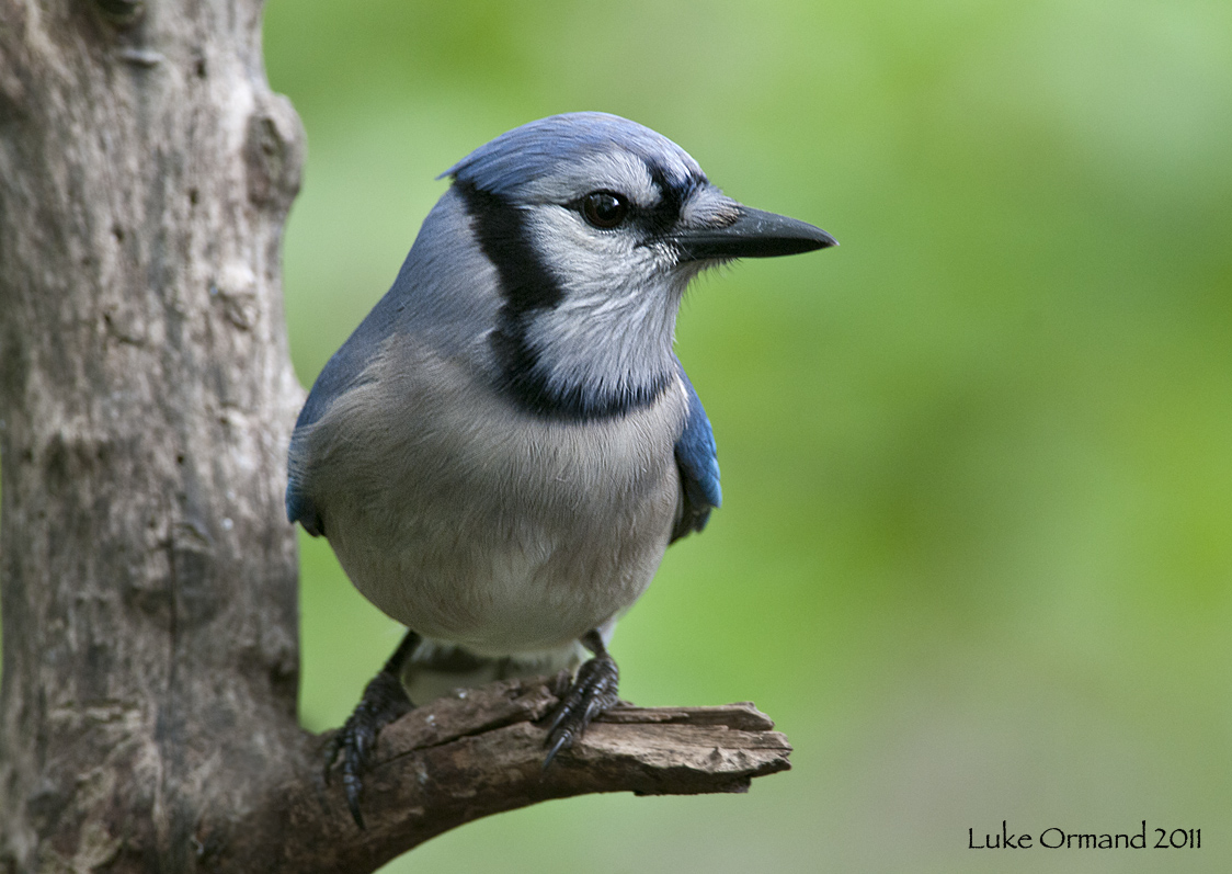 Blue Jay