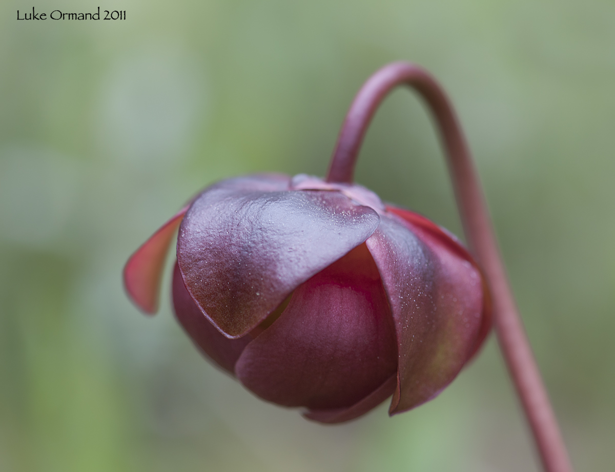 Pitcher Plant Flower