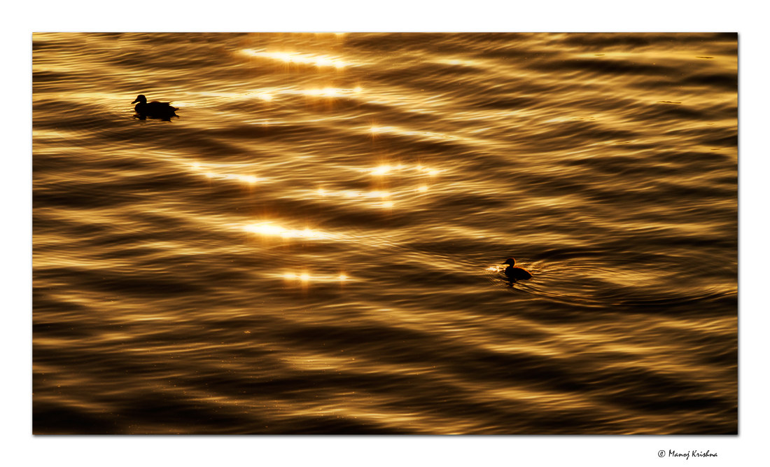 In the golden light