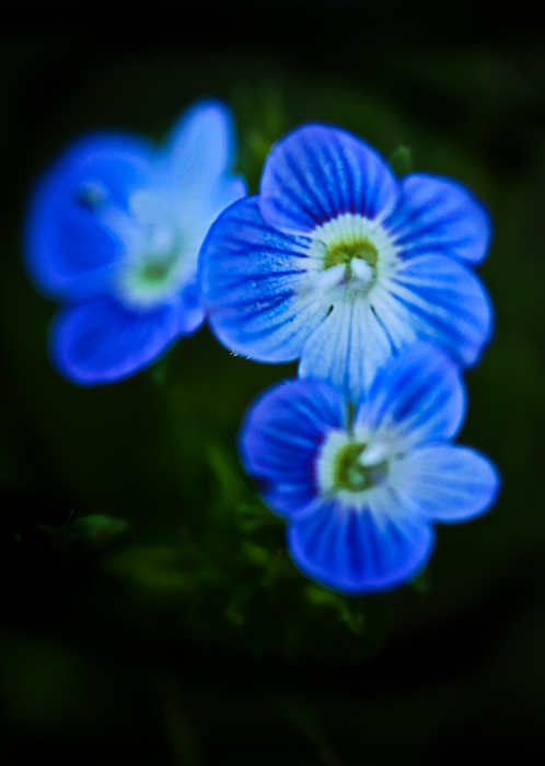 Little Blue