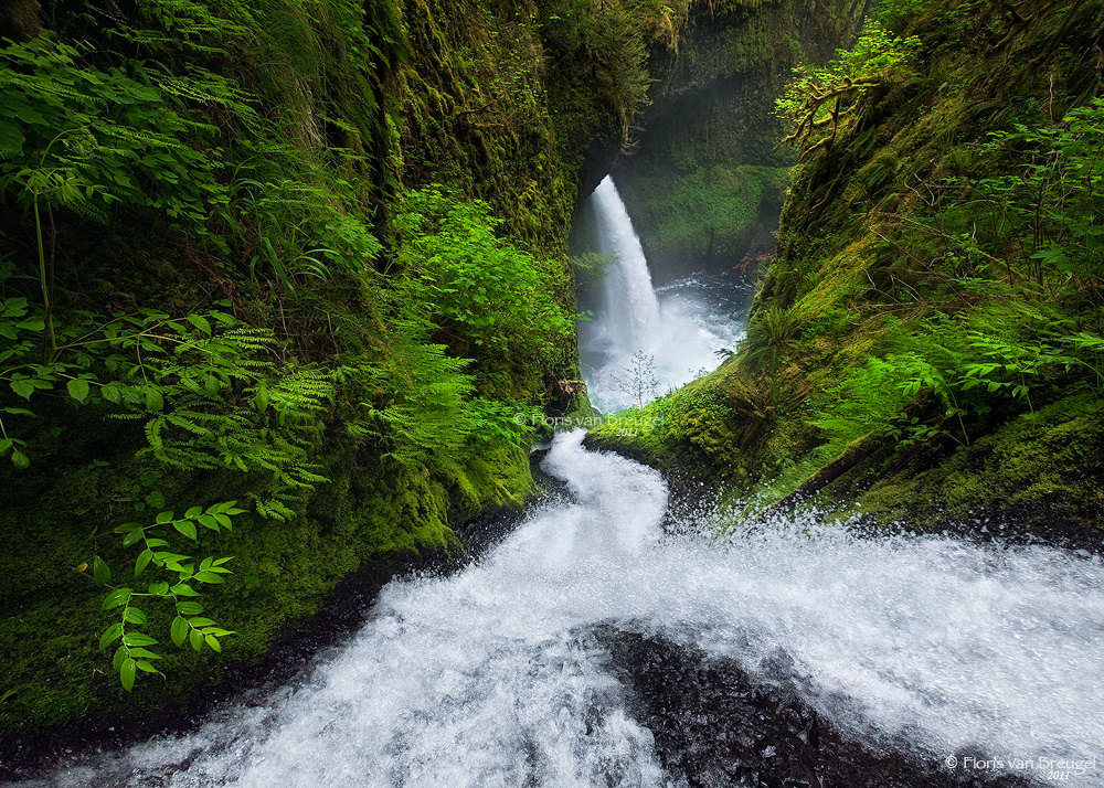 The Plunge