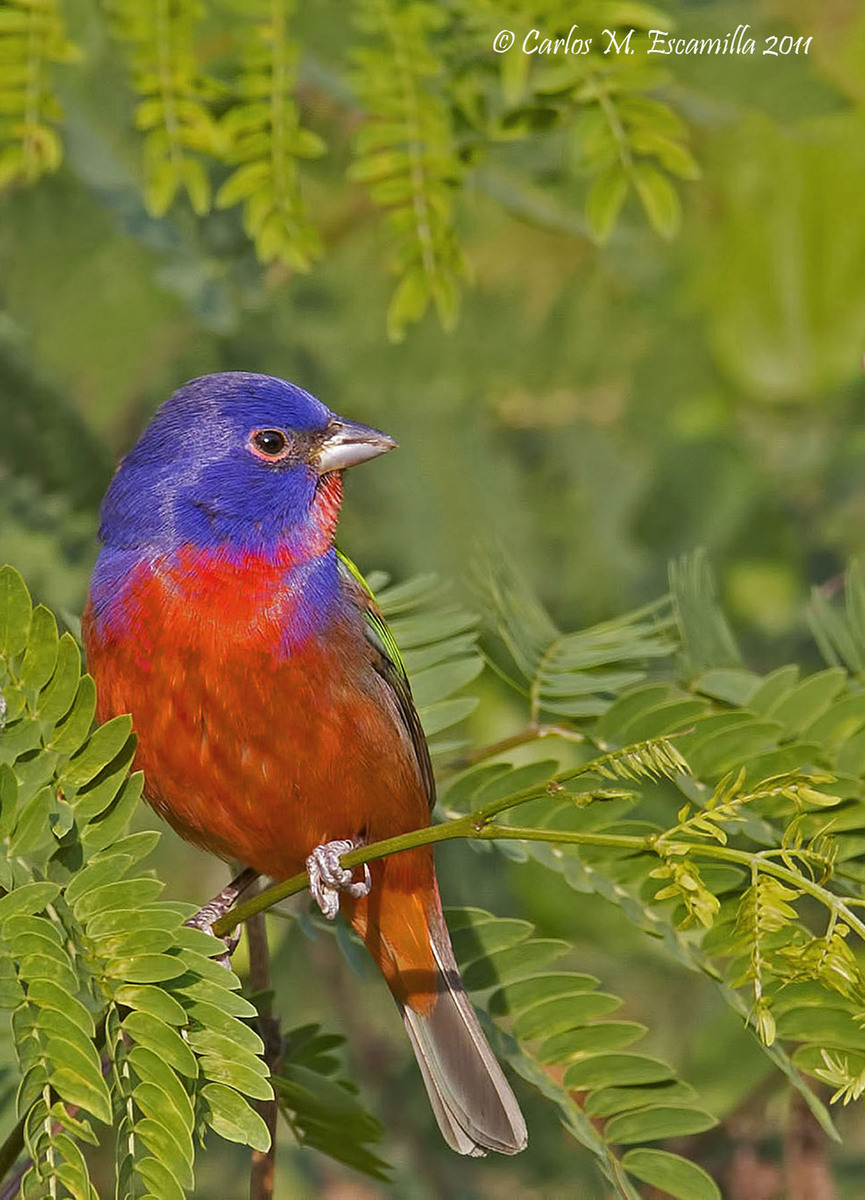 Painted Bunting