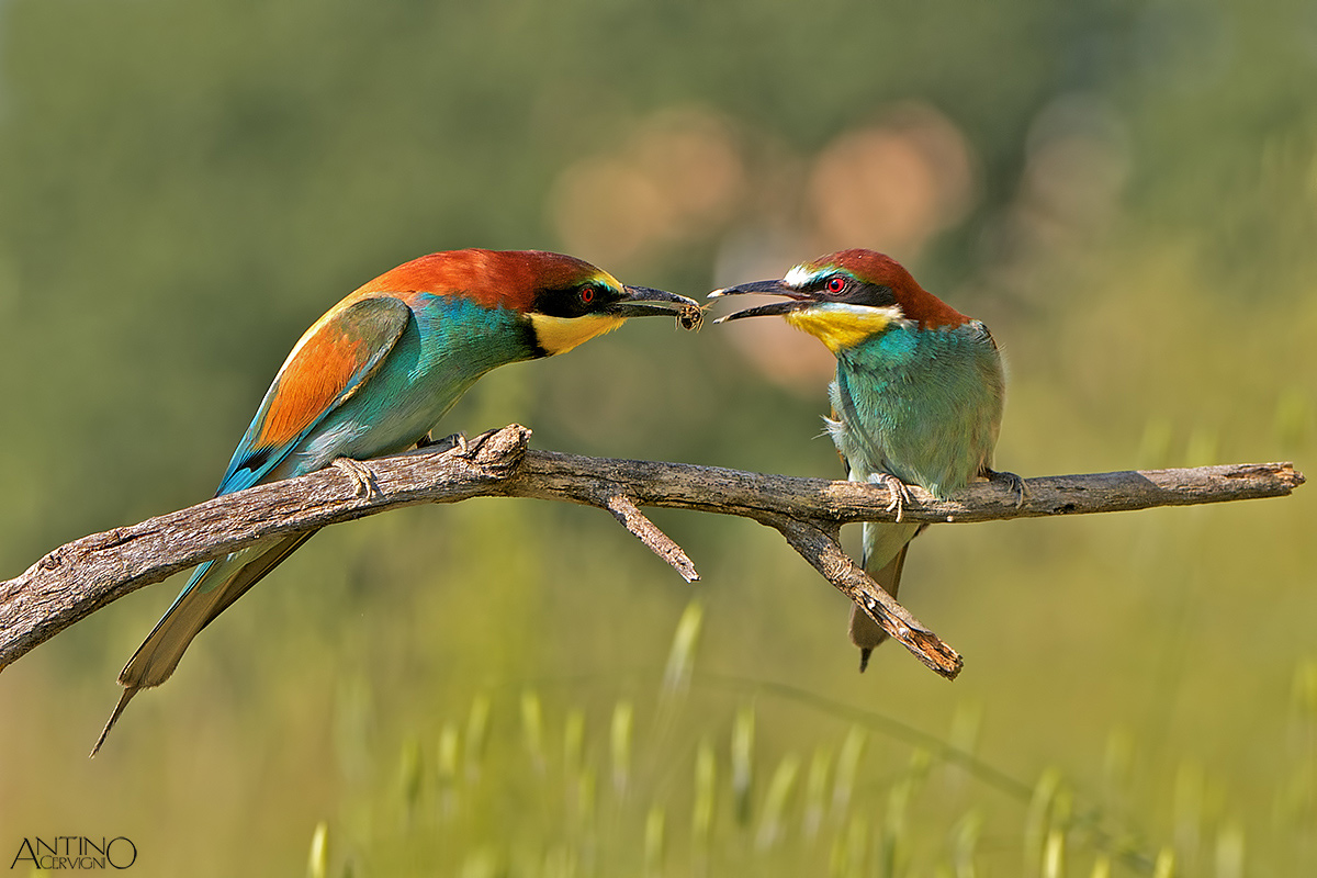 European Bee-eater