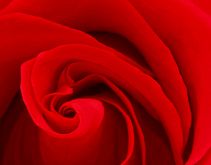 Red rose