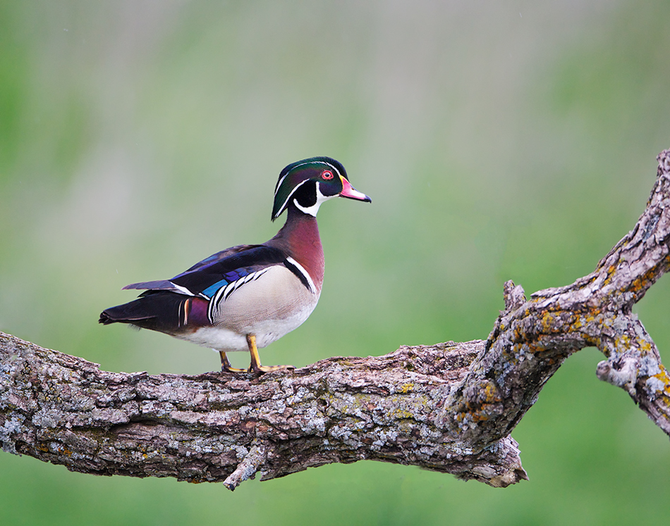 Drake Wood Duck Perched