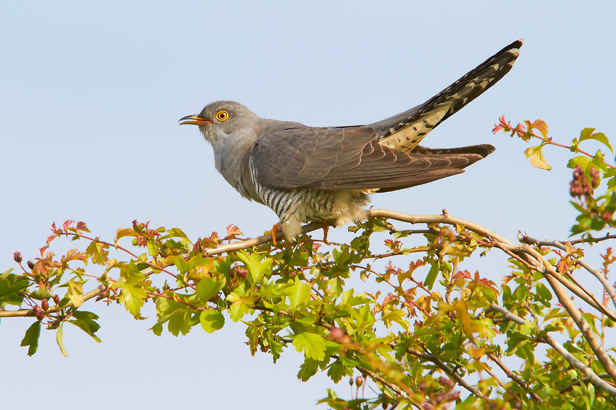 Calling cuckoo
