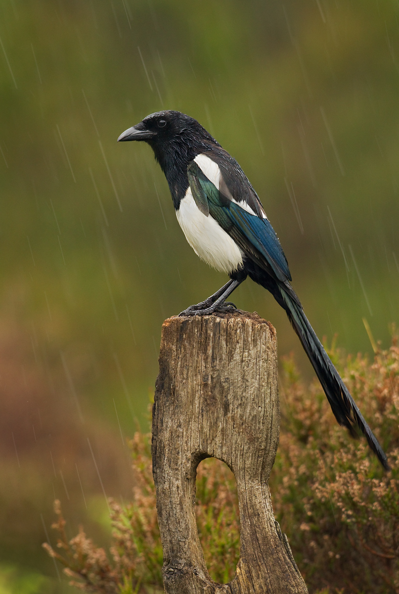 Soggy Magpie.
