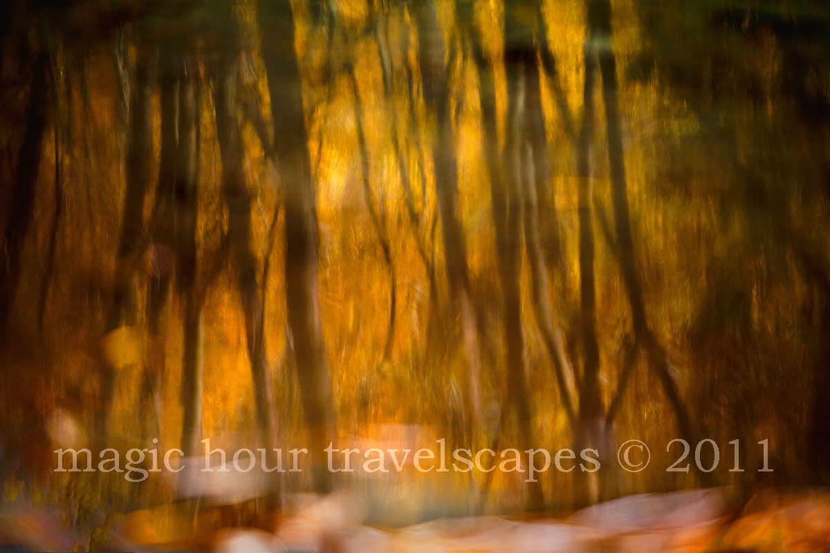 Dream Trees