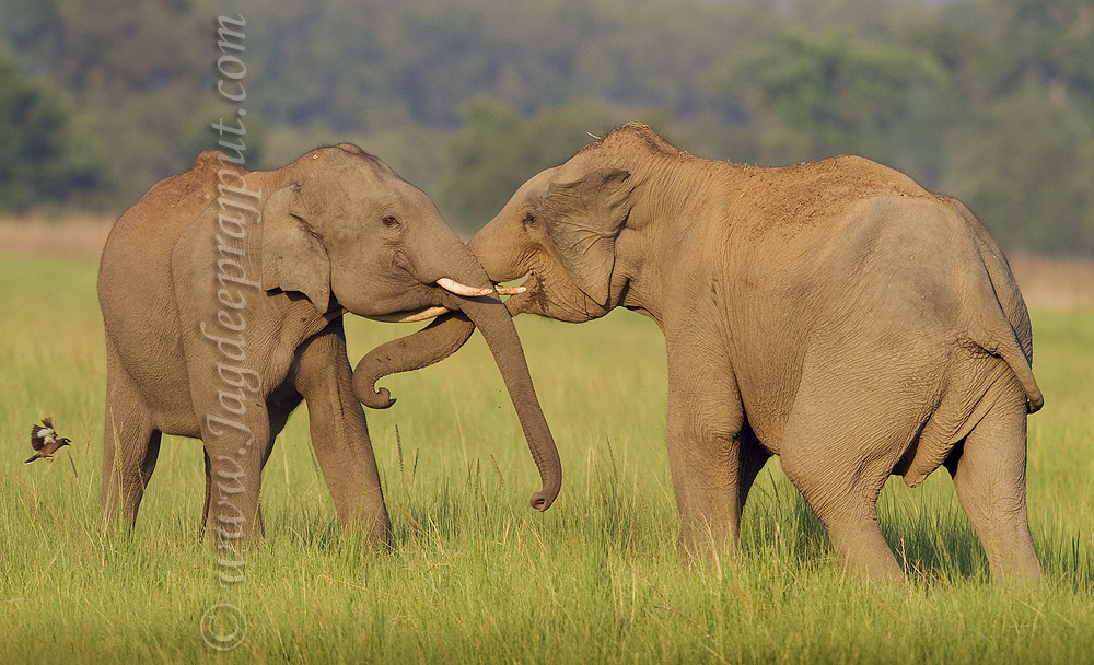 Play-fighting