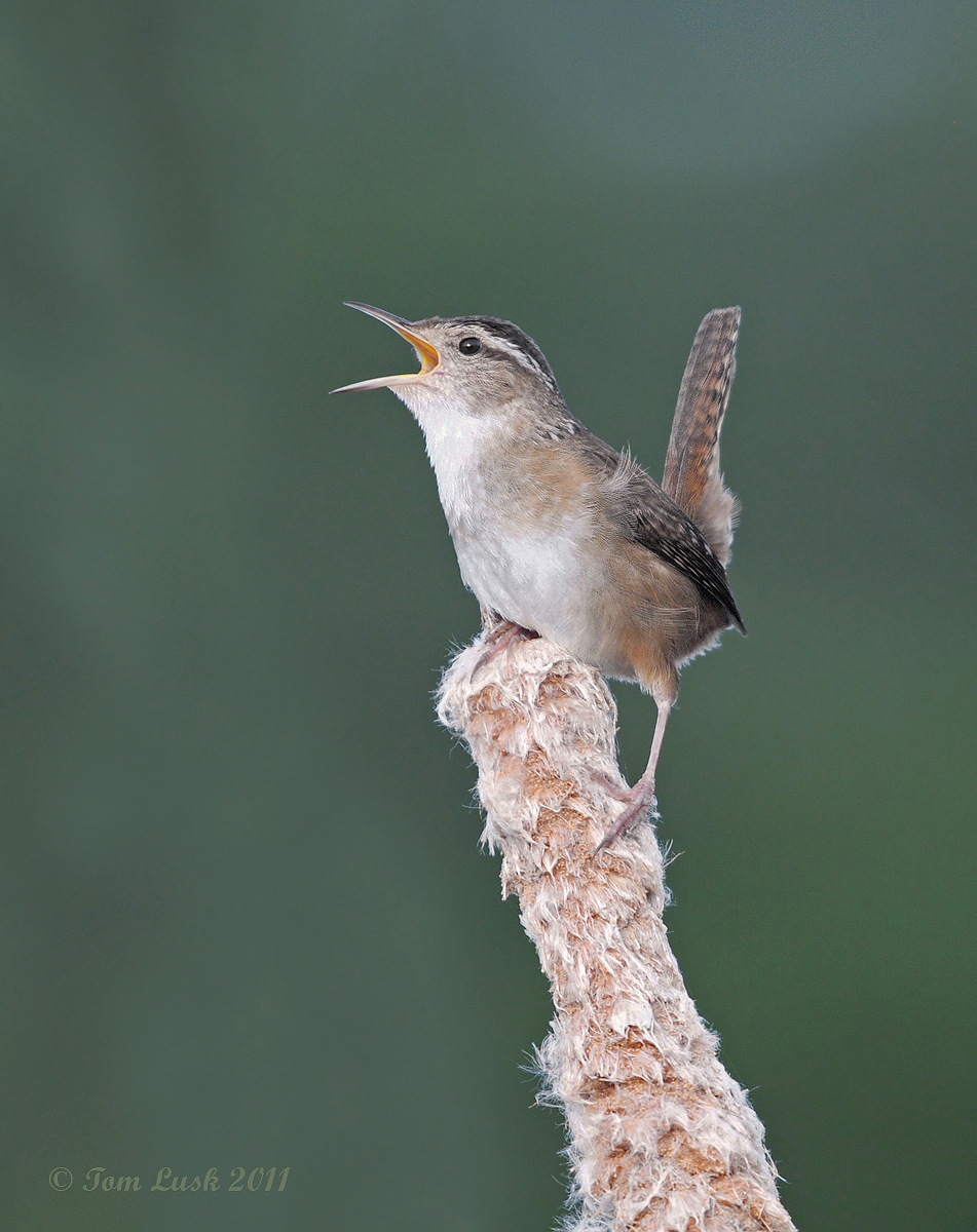 Marsh Wren 2