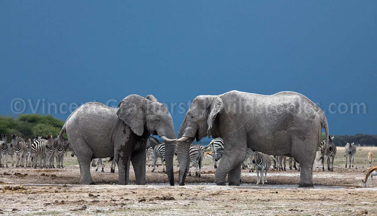 At the waterhole