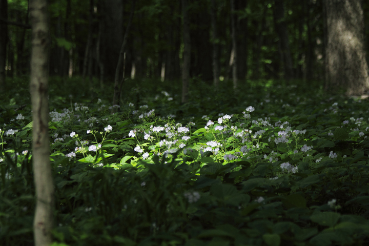 Light in the grove + repost