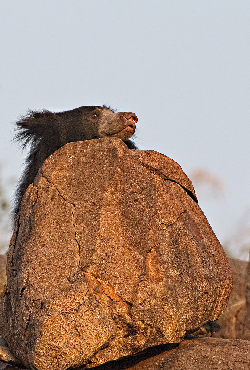 Pesky Rock