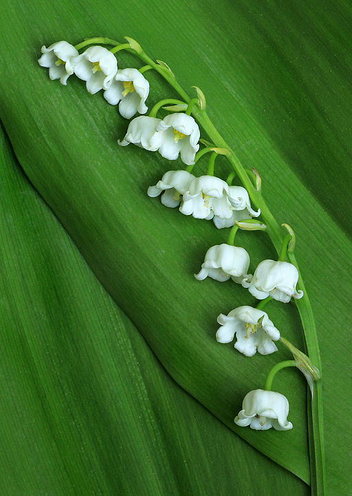 Lily of the Valley