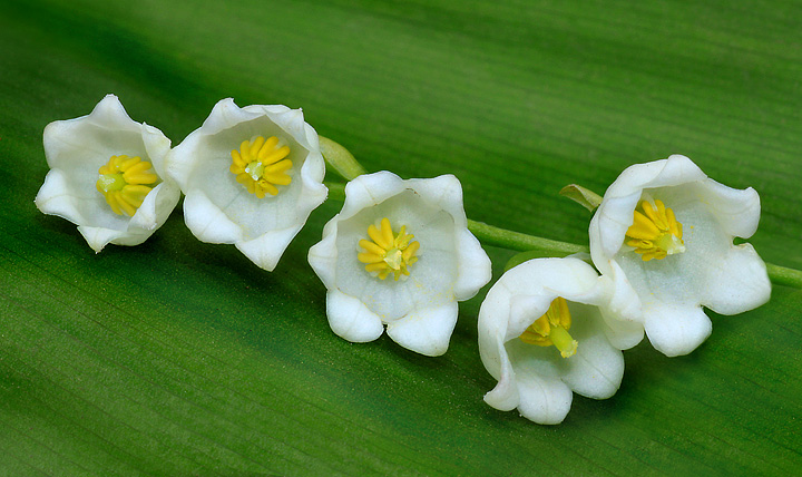 Lily of the Valley 2