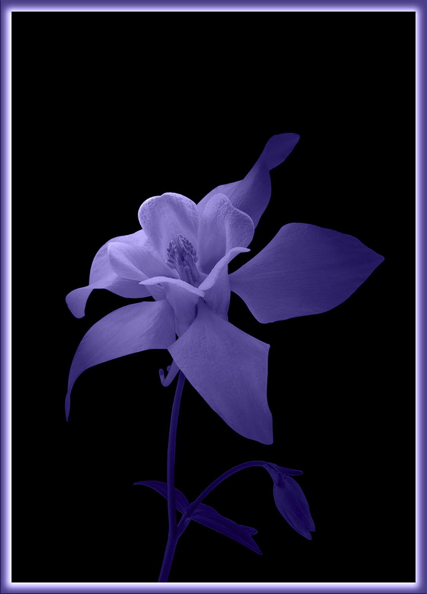 Purple Flower + Repost