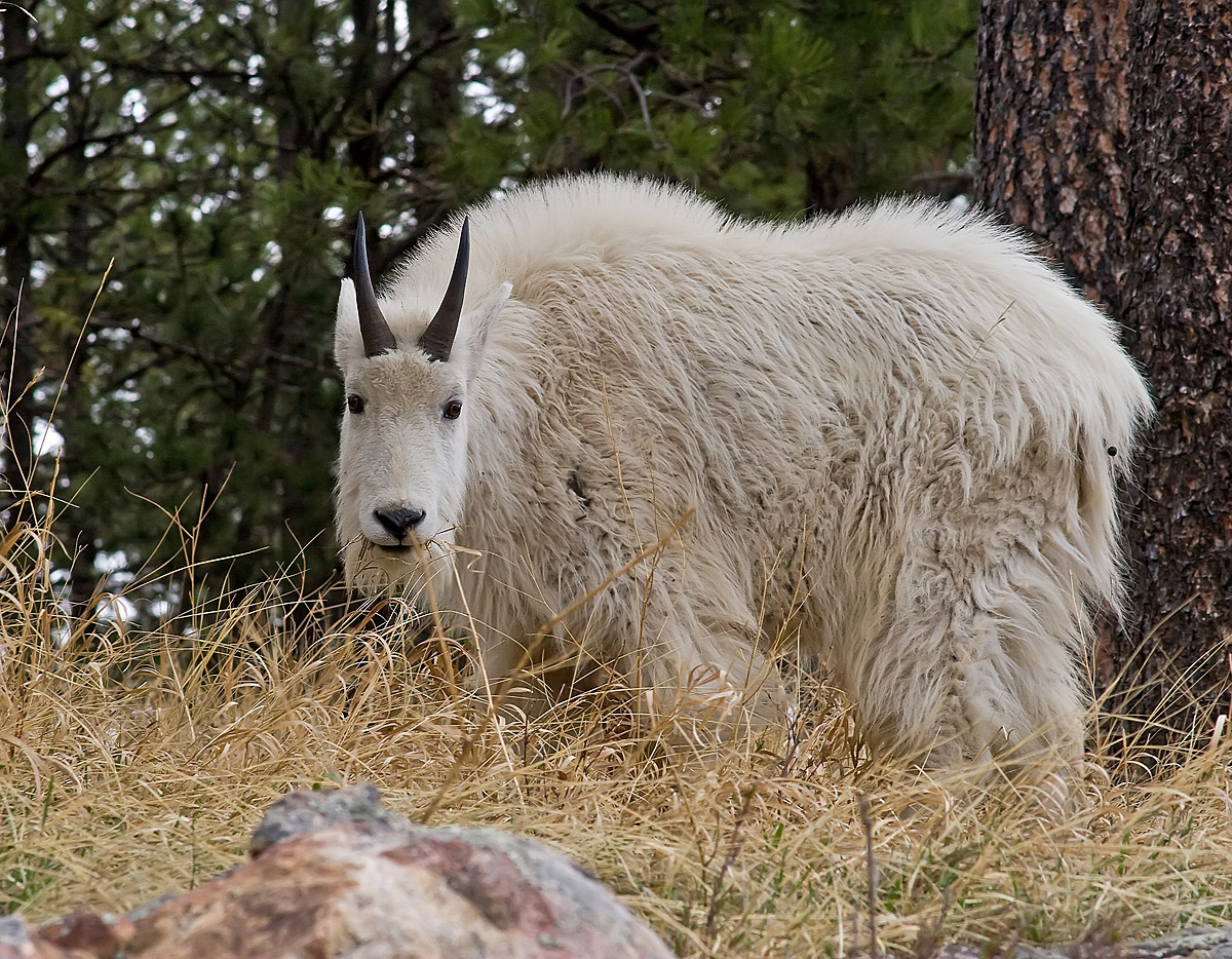 Shaggy Goat