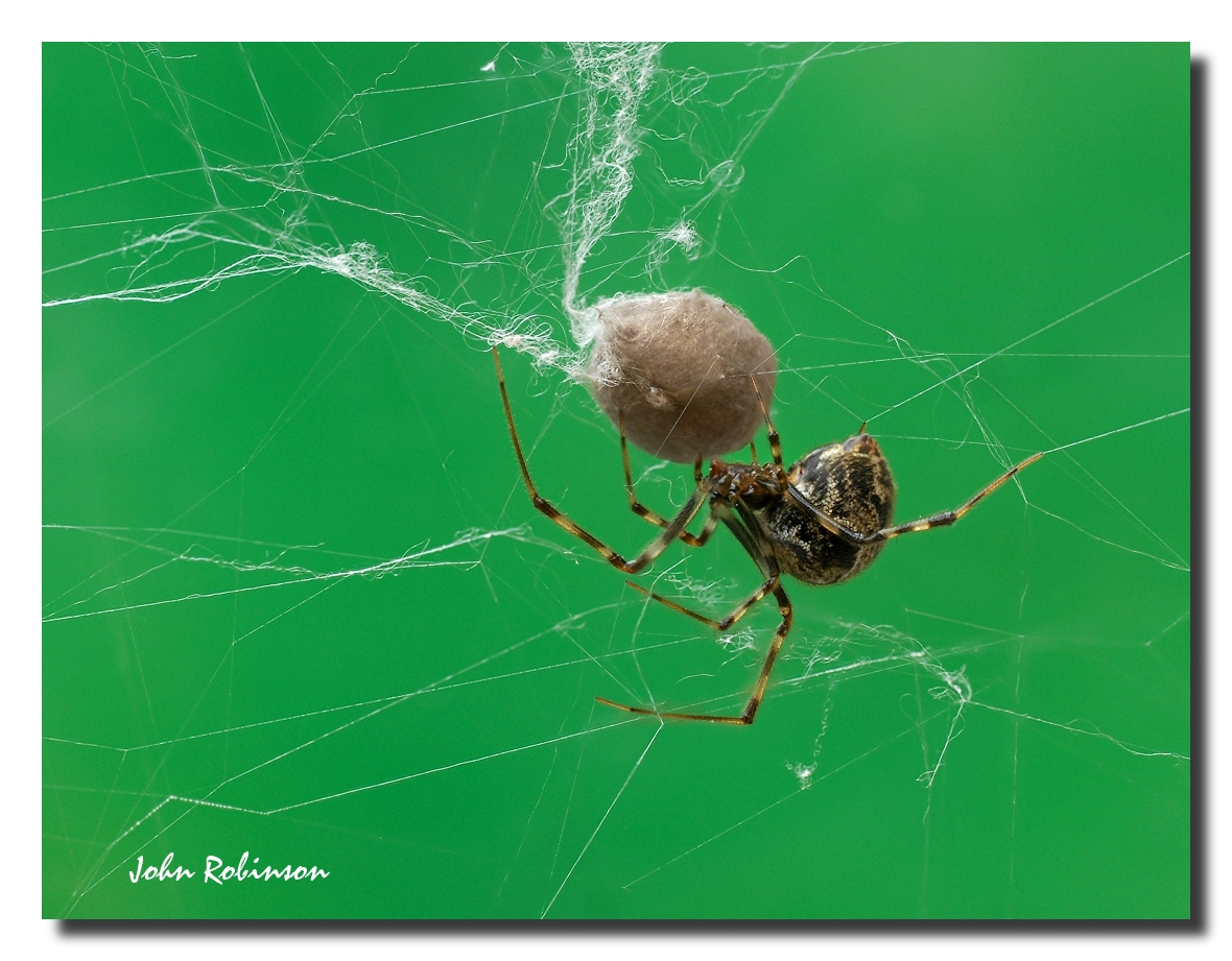 Spider with egg case