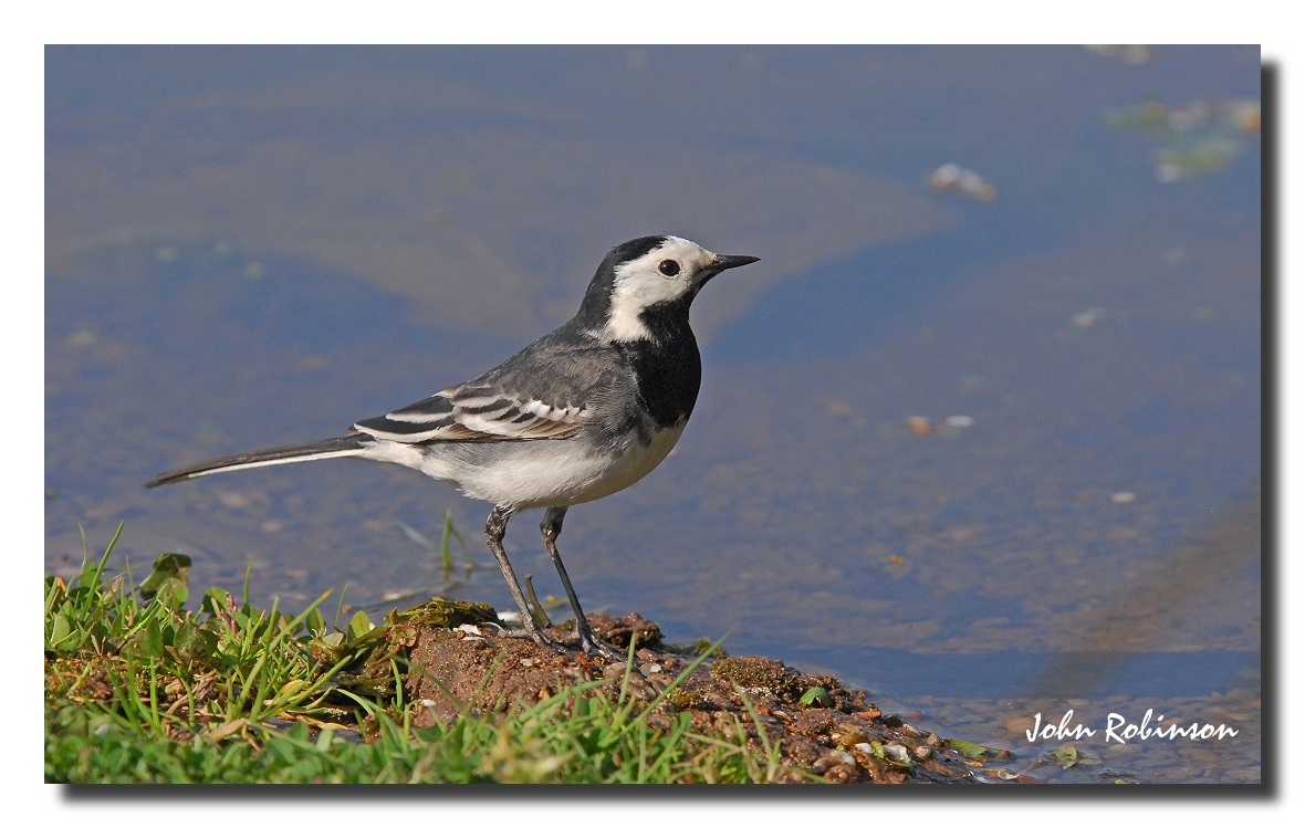 Pied wagtail