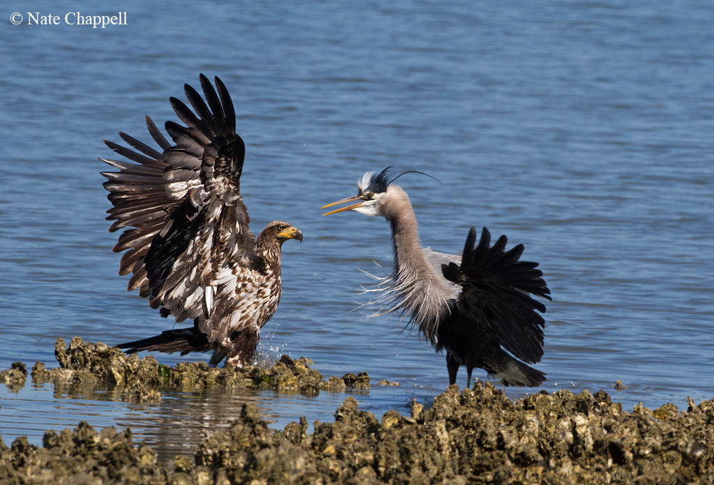 Bald Eagle and GB Heron