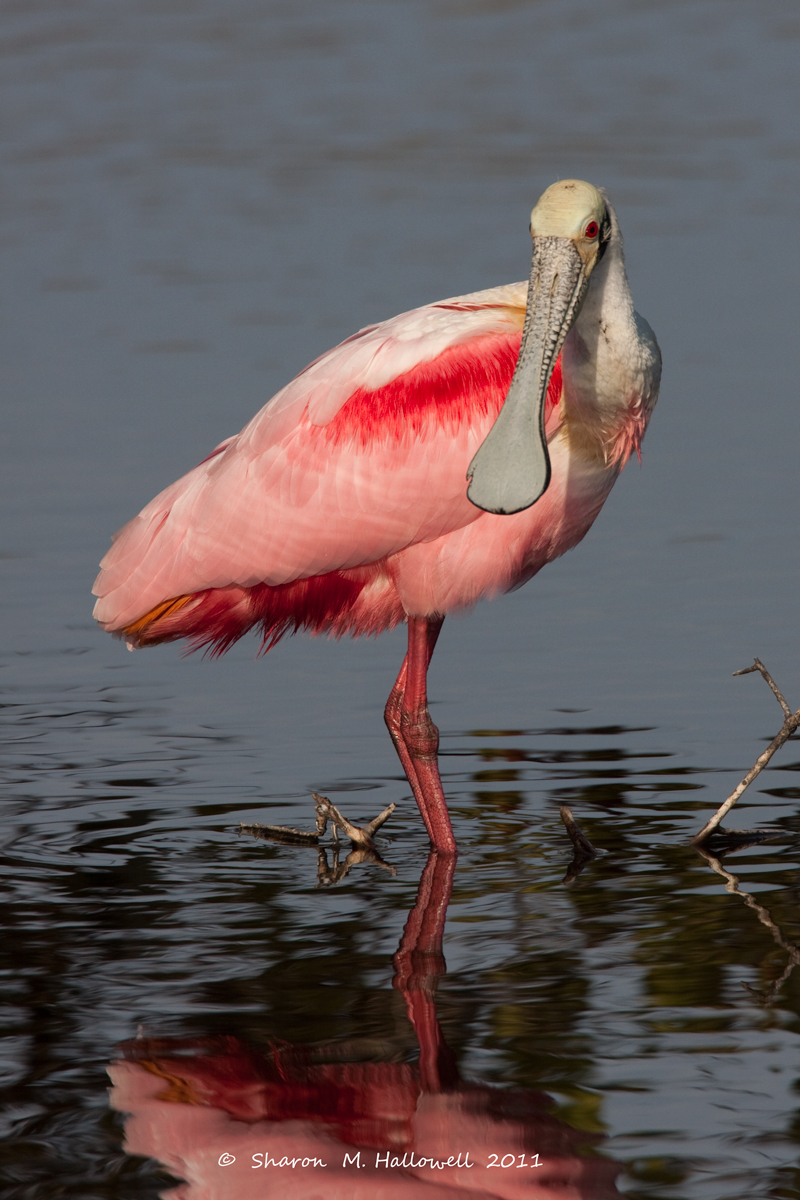Roseate Spoonbill