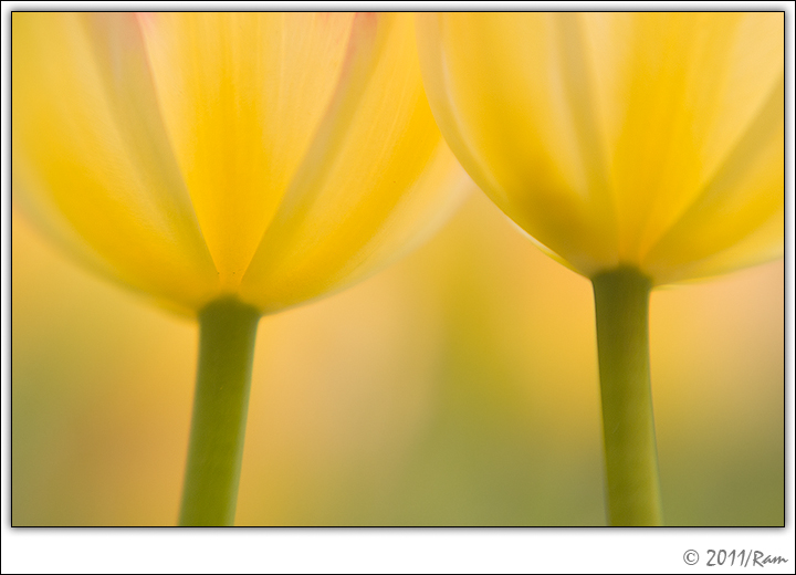 Tulip Twins