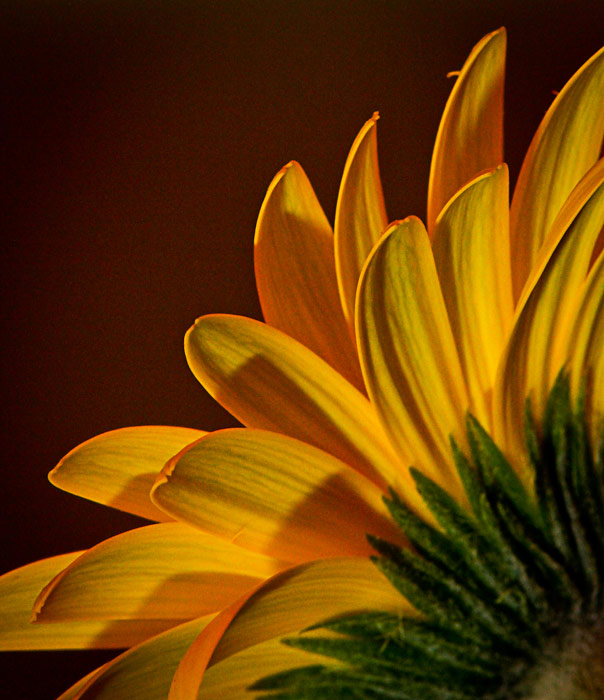 Gerbera