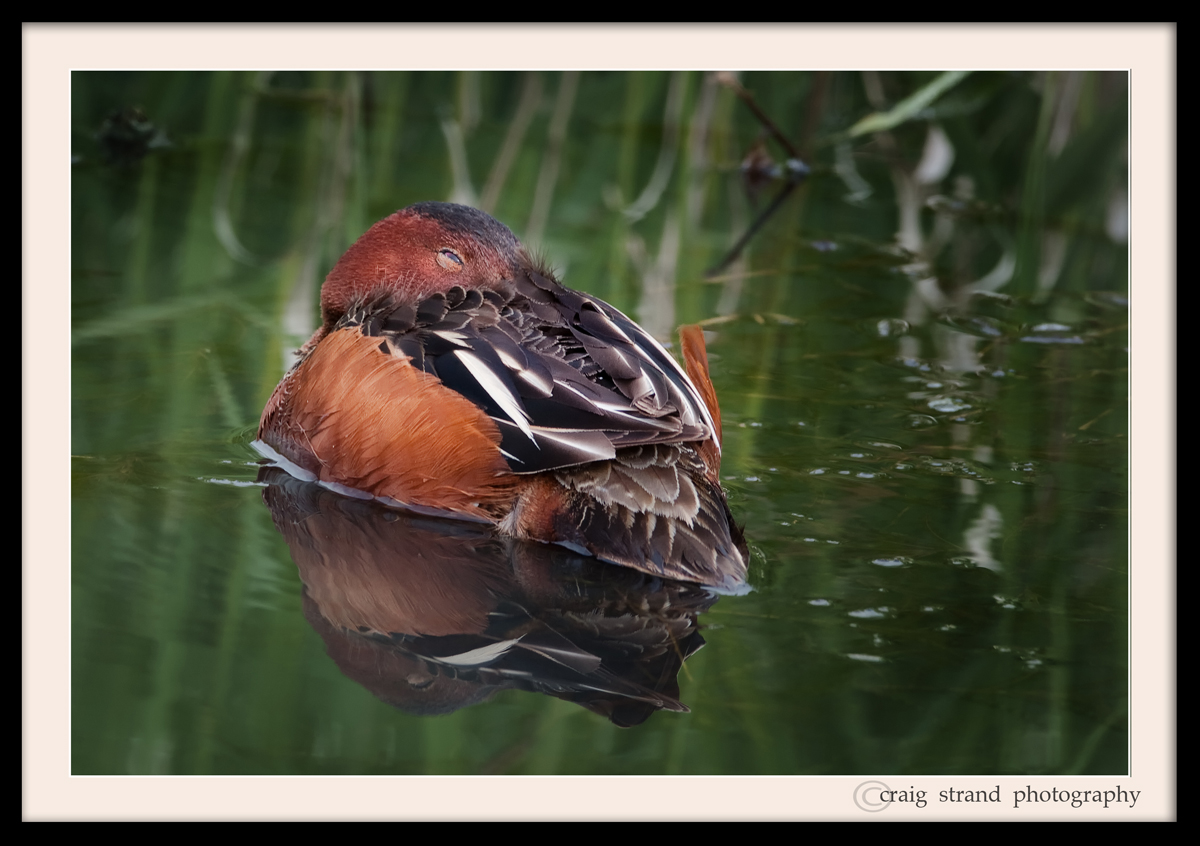 Sleepy Teal